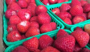 The annual LaSalle Strawberry Festival, June 11, 2015. (Photo by Jason Viau)