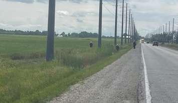 The Windsor Police Service searching ditches on Albuna Townline in Kingsville for evidence related to a missing person investigation. (Photo by Maureen Revait)