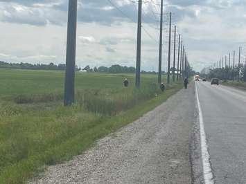 The Windsor Police Service searching ditches on Albuna Townline in Kingsville for evidence related to a missing person investigation. (Photo by Maureen Revait)