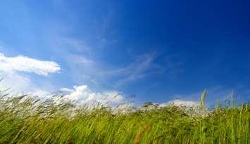 Windy grass. (Photo by © Can Stock Photo / Mik122)