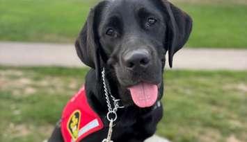 Ranger. Photo courtesy Ontario Provincial Police.