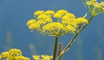 (Photo of wild parsnip courtesy of RobinOlimb / Royalty-free / iStock / Getty Images Plus)